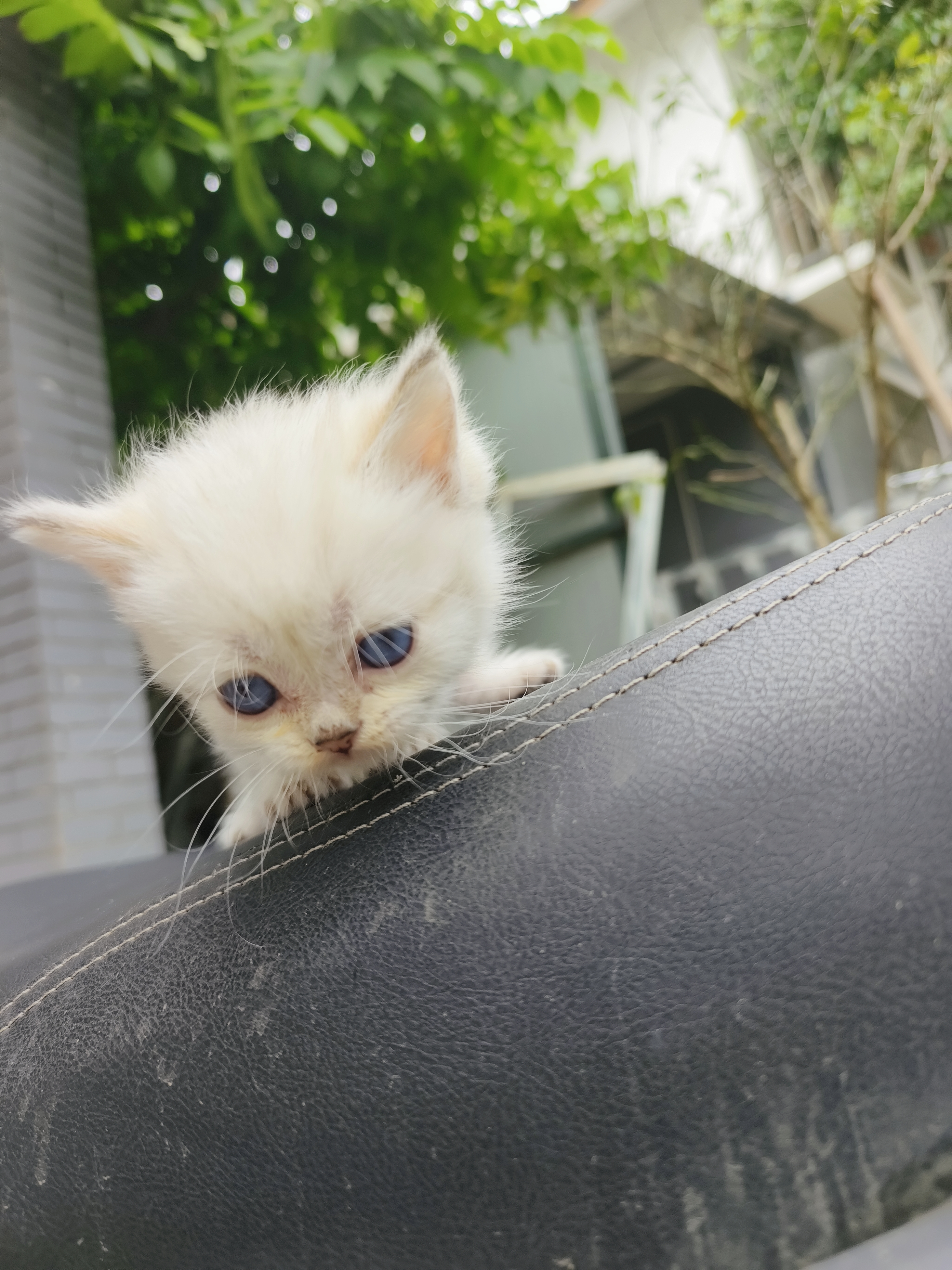 自家猫，便宜卖。会吃猫粮，会用猫砂，粘人。包健康